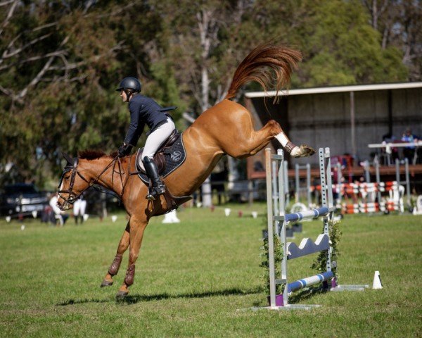 horse Cera Quantero (Australian Wamblood, 2015, from Quantum)