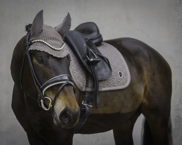 Dressurpferd Merudian G (Westfale, 2020, von DSP Meridian)