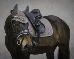 dressage horse Merudian G (Westphalian, 2020, from DSP Meridian)