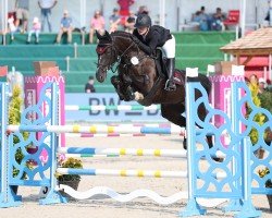 Springpferd Specctra Jr (Westfale, 2015, von Stolzenberg)