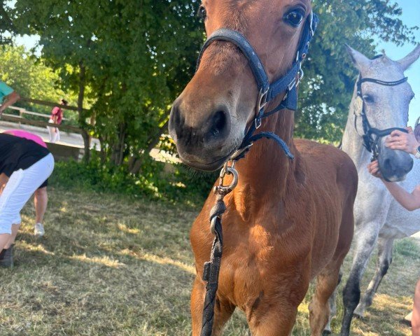 foal by Alvero (German Sport Horse, 2025, from Acordelli)