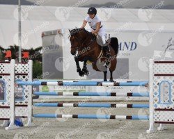 jumper Colando 21 (Oldenburg show jumper, 2010, from Conthargos)