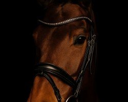 Pferd Quila Schätzchen (Zangersheide Reitpferd, 2019, von Quiwi Dream)