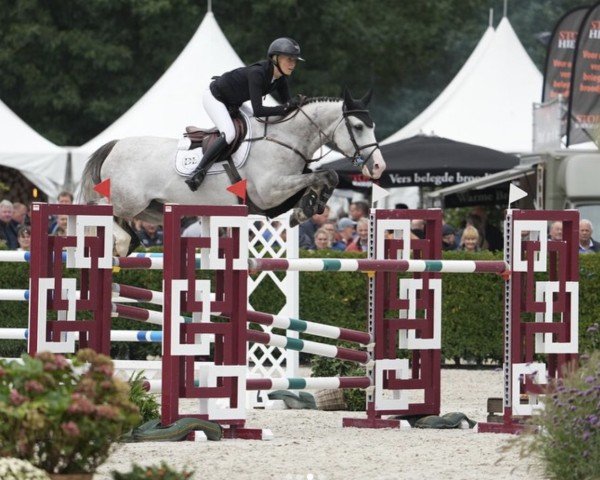 Caballo de salto Umani de Liebri Z (Zangersheide Reitpferd, 2017, de Untouchable)