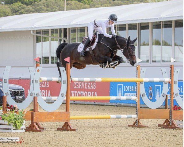 Springpferd Nadja V/h Dingenshof (Belgisches Warmblut, 2013, von Tornado)