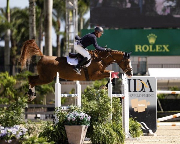 Springpferd Priscila des Jonquieres (Belgisches Warmblut, 2015, von Elvis Ter Putte)