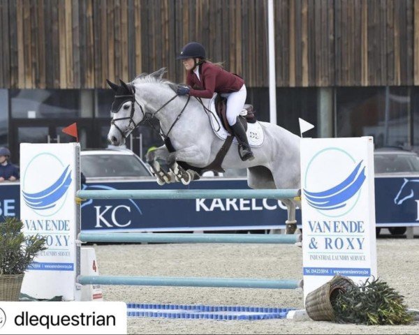jumper Calico Z (Zangersheide riding horse, 2010, from Calvados)