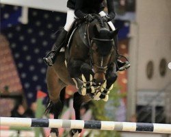 jumper Zandor's Son Z (Zangersheide riding horse, 2013)