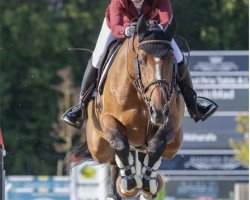 jumper Lahaab (Belgian Warmblood, 2011, from Major de la Cour)