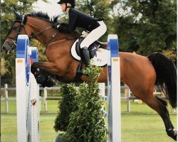 jumper Catho vd Gulden Z (Zangersheide riding horse, 2011, from Calvaro Z)