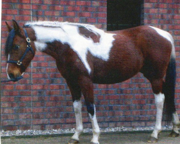 horse Tamira (Pintabian, 2003, from Arnabi 1973 ox)