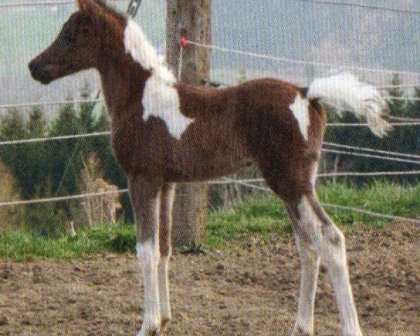 horse Keoma (Pintabian, 2010, from Sauda Zahra)