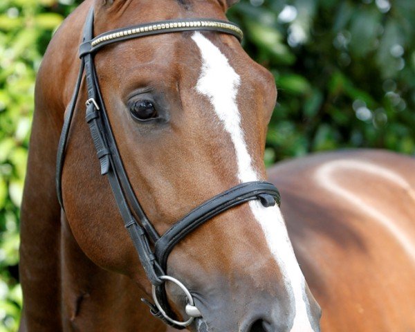 stallion Dondersteen T.s. (KWPN (Royal Dutch Sporthorse), 2008, from Air Jordan Z)