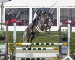 horse Aviva AS (Oldenburg show jumper, 2021, from All Star)