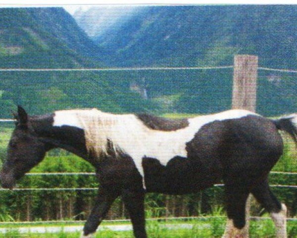 broodmare Hakima Pta AA (Anglo-Arabs,  , from Azal Ibn Amir)