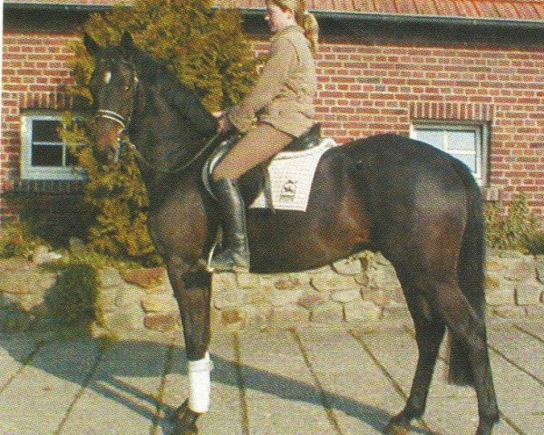horse Dynast (Westphalian, 2000, from Dynast)