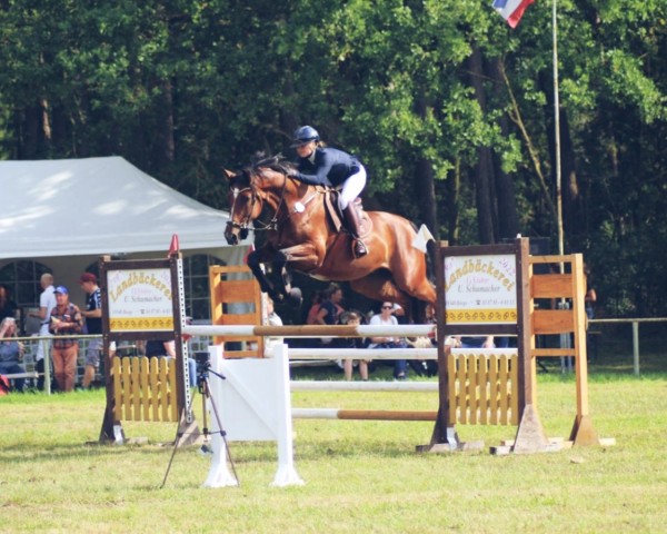 jumper Billy the Kid 62 (Zangersheide riding horse, 2018, from Berlioz du Lys) jumper Billy the Kid 62 (Zangersheide riding horse, 2018, from Berlioz du Lys)