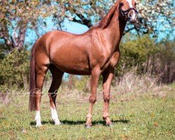 dressage horse Valentin 131 (German Riding Pony, 2009, from Hagelkruis Valentijn)