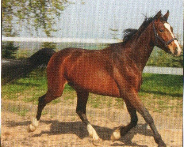 horse Vico (Westphalian, 2006, from Vulkano FRH)