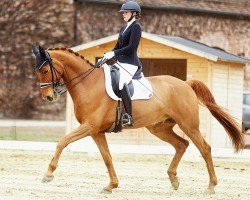 dressage horse Eragon 46 (Hanoverian, 2010, from Edward 28)