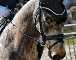 Dressurpferd Don Ferdinand 4 (Deutsches Reitpony, 2020, von Da Silva AT)