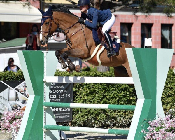 jumper Forever Vesca's Lila Rose Z (Belgian Warmblood, 2011, from Golden Hawk)