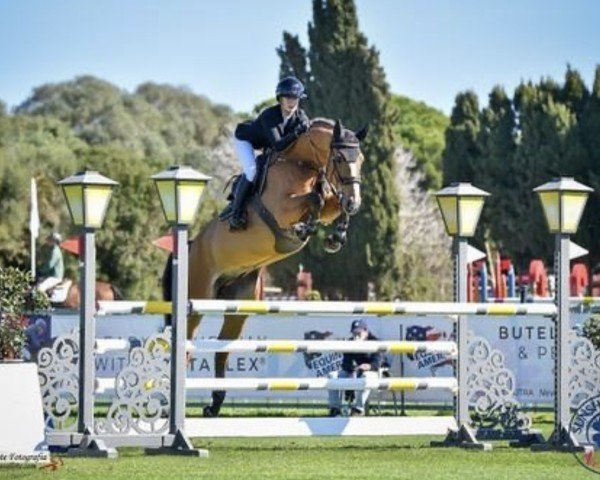 jumper Quantum van de Heibos (Belgian Warmblood, 2016, from Dieu-Merci van T&L)