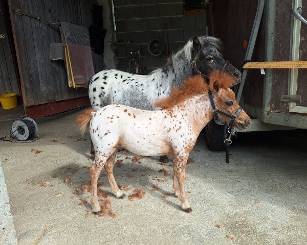 Fohlen Mühlbächles Dorina (Dt.Part-bred Shetland Pony, 2025, von Bayern's Dusty)