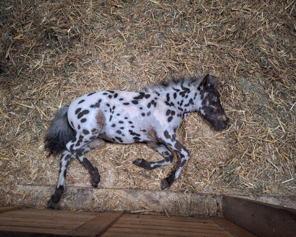 Fohlen Mühlbächles Domino (Dt.Part-bred Shetland Pony, 2025, von Bayern's Dusty)