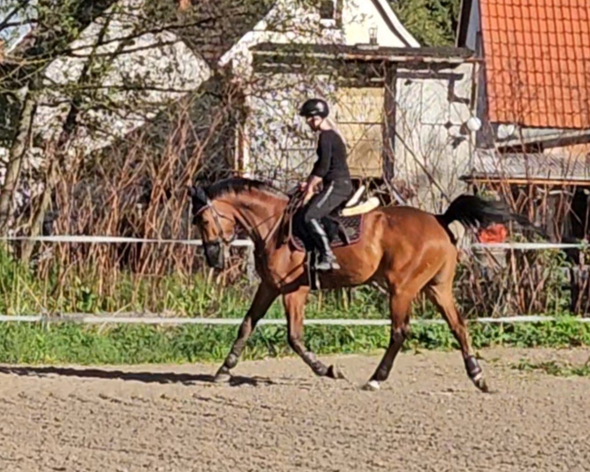 jumper Quartan (German Sport Horse, 2014, from Quadam)