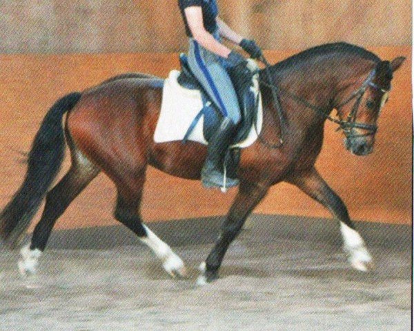 horse Hamiro 6 (Freiberger, 2008, from Helix)