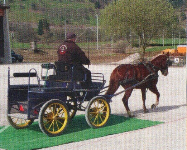 horse Layska (Freiberger, 2007, from Luxeur)