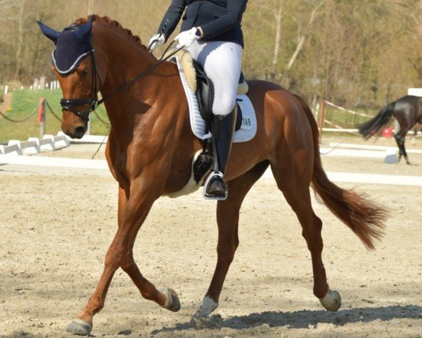 dressage horse Fine Divine (Oldenburg, 2017, from Foundation 2)