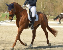 Dressurpferd Fine Divine (Oldenburger, 2017, von Foundation 2)