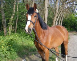 broodmare La vie est belle 2 (KWPN (Royal Dutch Sporthorse), 2009, from Sijbrand)