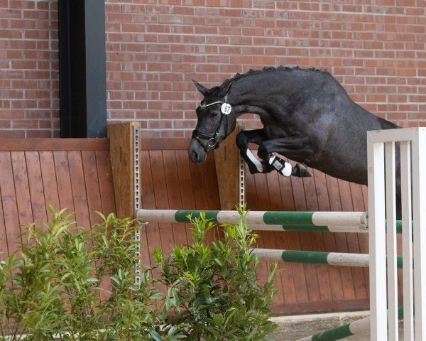 horse Occitane (Trakehner, 2022, from Göteborg)