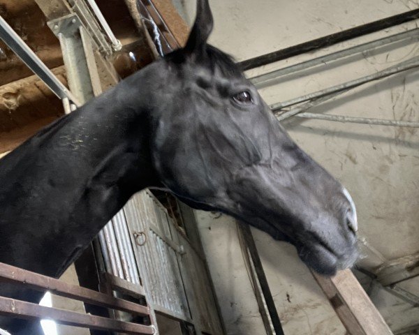 dressage horse Finest Romeo K (Hanoverian, 2009, from Fineliner 2)
