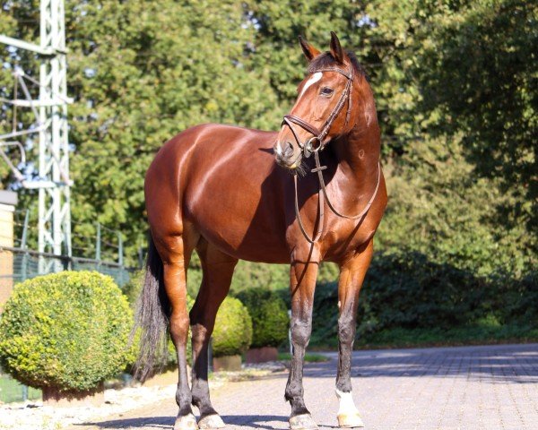 jumper Scandic-Halina (KWPN (Royal Dutch Sporthorse), 2012, from Spartacus TN)