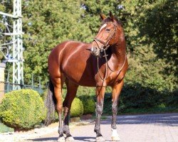 jumper Scandic-Halina (KWPN (Royal Dutch Sporthorse), 2012, from Spartacus TN)