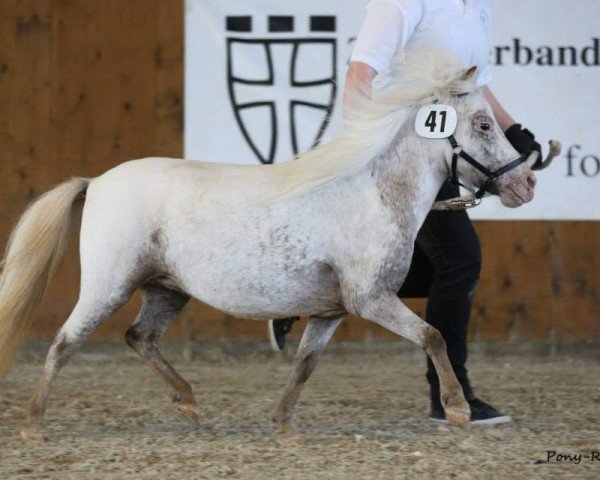broodmare Silvia van de Demmer (Dt.Part-bred Shetland pony,  , from Maurits D)