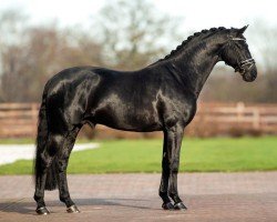 dressage horse Kuvasz Rs2 N.o.p.t. (KWPN (Royal Dutch Sporthorse), 2015, from Glamourdale)