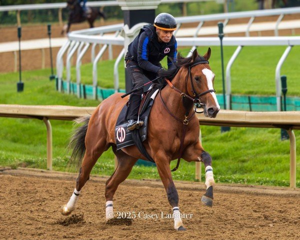 horse Dr. Agne xx (Thoroughbred, 2023, from Into Mischief xx)