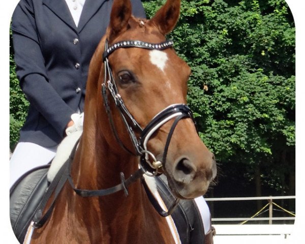 dressage horse Gallima (Württemberger, 2001, from Gardekorps) dressage horse Gallima (Württemberger, 2001, from Gardekorps)