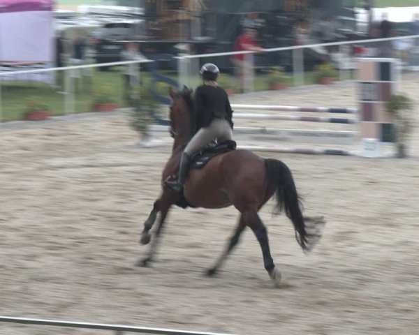 Springturnier Seewalchen 2025