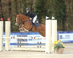jumper Krottenthals Dollarboy (Austrian Warmblood, 2020)