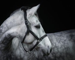 Springpferd Caruso 630 (Deutsches Sportpferd, 2018, von Cador 5)