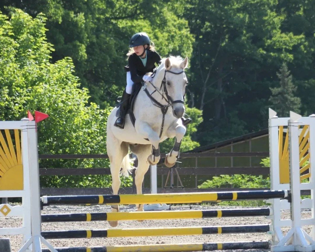 Cavallo da salto Flashpoint 4 (Württemberger, 2007, di Fly High)