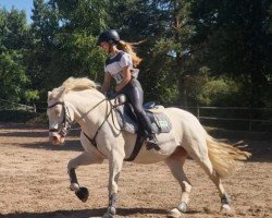 dressage horse Bella 1266 (unknown, 2014)