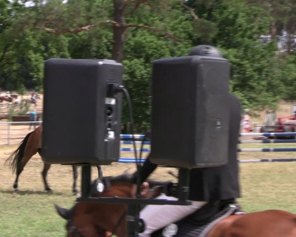 Reitturnier Niederwerbig 2025