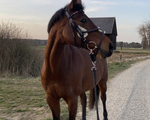 broodmare Sina (German Riding Pony, 1998, from Nordlicht)